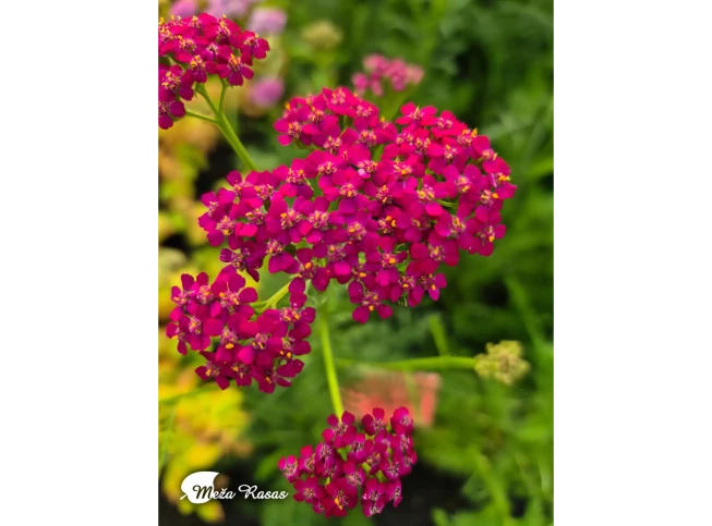 Achillea millefolium   'Cerise Queen'